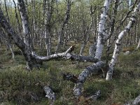 FIN, Lapland, Inari 19, Saxifraga-Dirk Hilbers